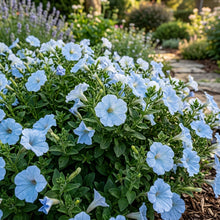 Sky Blue Petunia Seeds For Planting