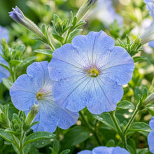 Sky Blue Petunia Seeds For Planting