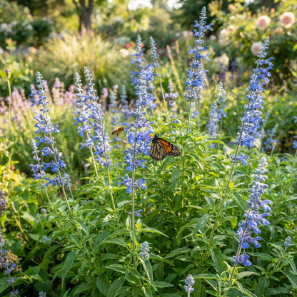 Sky Blue Willow Flower Seeds for Planting