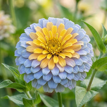 Sky Blue Yellow Zinnia Flower Seeds For Planting