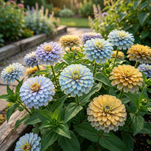 Sky Blue Yellow Zinnia Flower Seeds For Planting