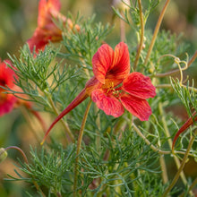 Tropaeolum Leptophyllum Flower Seeds For Planting