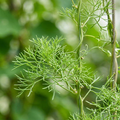 Tropaeolum Leptophyllum Flower Seeds For Planting