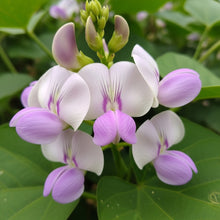 Indian Snake Bean Seeds for Outdoor Vegetable Garden Growing
