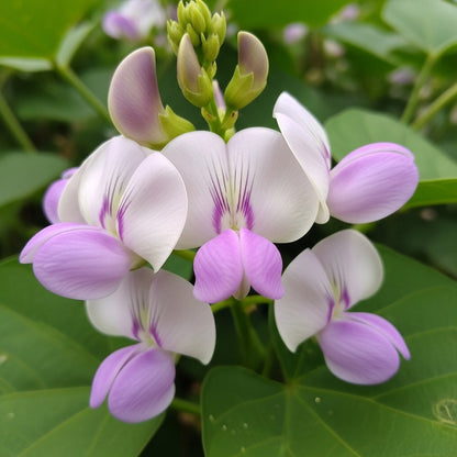 Indian Snake Bean Seeds for Outdoor Vegetable Garden Growing
