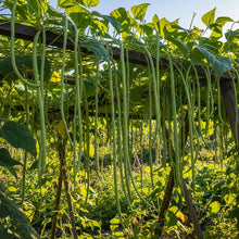 Indian Snake Bean Seeds for Outdoor Vegetable Garden Growing