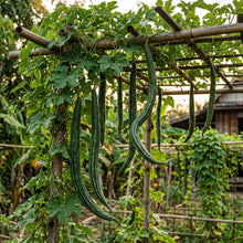 Buag Ngu Naga Snake Gourd Seeds – Exotic Long Gourd Seeds