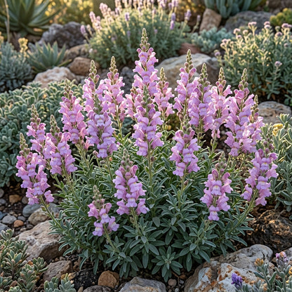 Antirrhinum Braun Blanquetii Flower Seeds For Planting