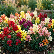 Antirrhinum Majus Pumilum Dwarf Mix Seeds