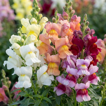 Antirrhinum Majus Angel Towers Snapdragon Flower Seeds For Planting