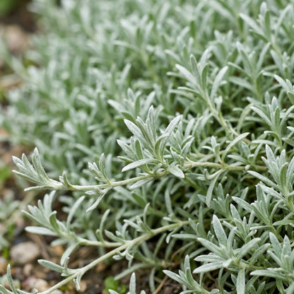 Snow-in-Summer White Flower Seeds for Planting
