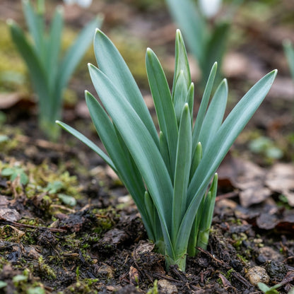Galanthus Elwesii Flower Seeds - Snowdrop Flower Seeds for Garden