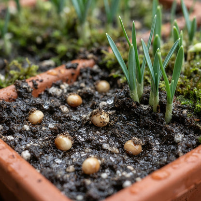 Galanthus Elwesii Flower Seeds - Snowdrop Flower Seeds for Garden