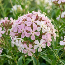 Saponaria Officinalis Seeds for Gardens and Borders