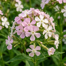 Saponaria Officinalis Seeds for Gardens and Borders