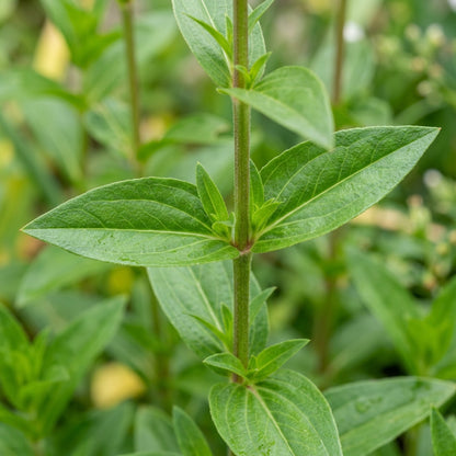 Saponaria Officinalis Seeds for Gardens and Borders