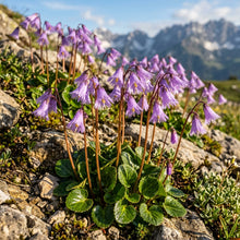 Soldanella Montana Flower Seeds