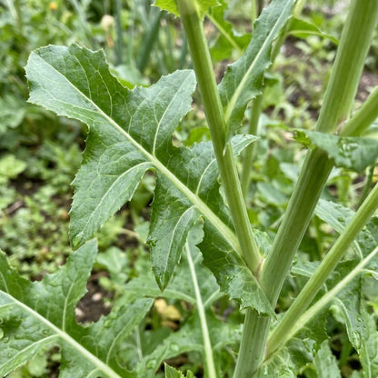 Sonchus fruticosus Seeds for Planting
