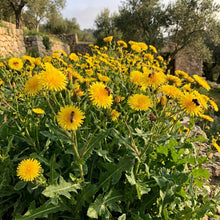 Sonchus fruticosus Seeds for Planting