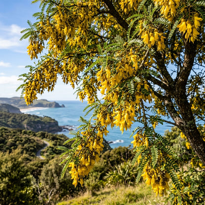 Sophora Microphylla Seeds