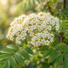 Sorbus cashmiriana (Rowan) Seeds for Planting