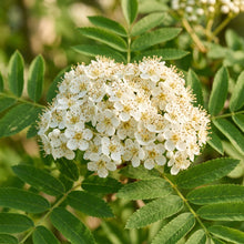 Sorbus cashmiriana (Rowan) Seeds for Planting