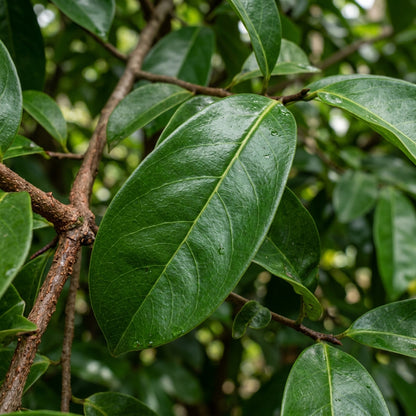 Soursop (Annona muricata) Seeds for Planting