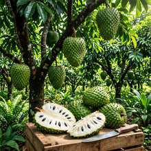Soursop (Annona muricata) Seeds for Planting