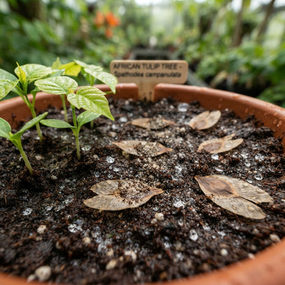 African Tulip Tree Seeds for Planting	India