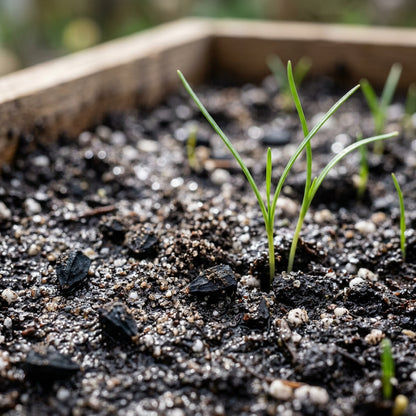 Giant Allium giganteum Flower Seeds for Planting