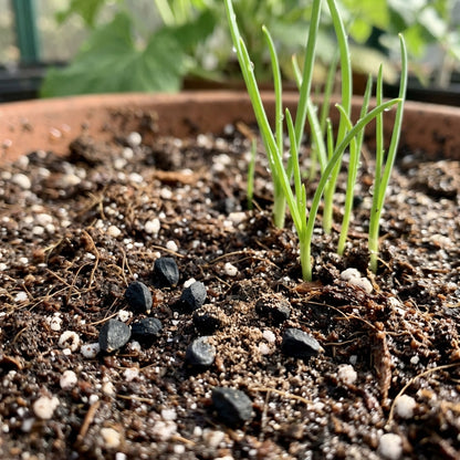 Pink Allium giganteum Seeds for Planting