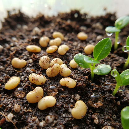 Psidium acutangulum Guava Seeds for Planting