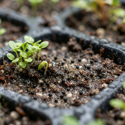 Orange Celosia Flower Seeds for Planting