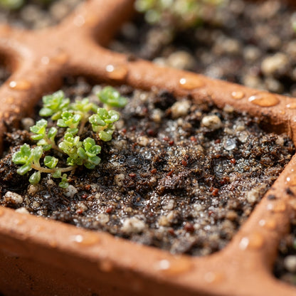 Dragon's Blood Stonecrop Seeds for Planting
