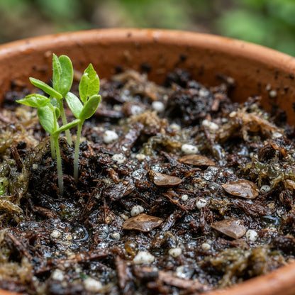 Dutchman's Pipe Vine Seeds for Planting