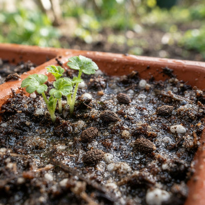 Geranium macrorrhizum Seeds for Planting