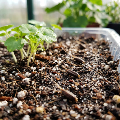 Purple and White Geranium Flower Seeds for Planting