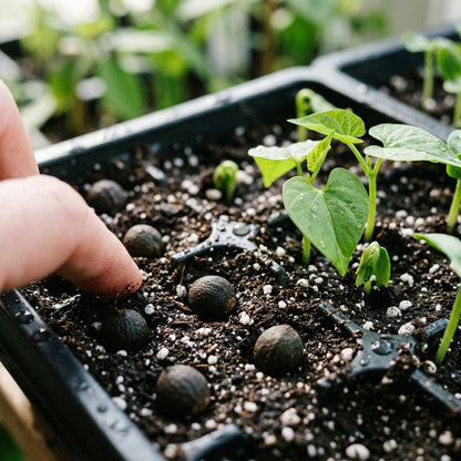 Giant Blue Moonflower Seeds for Planting
