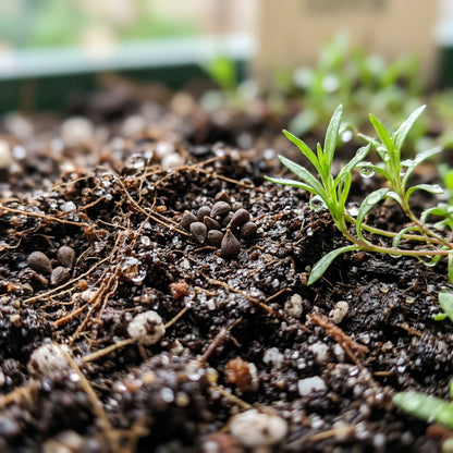 White Gypsophila repens Seeds for Planting