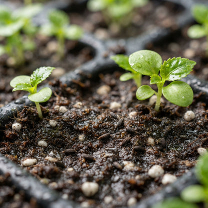 Mixed Impatiens Flower Seeds for Planting