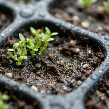 Lisianthus Rosita 2 Sapphire Seeds for Planting