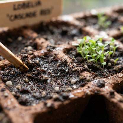 Trailing Lobelia 'Cascade Red' Flower Seeds for Planting
