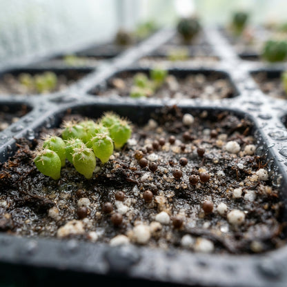 Moon Cactus Succulent Seeds for Planting