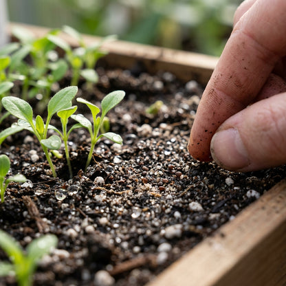 Nierembergia White Robe Flower Seeds for Planting