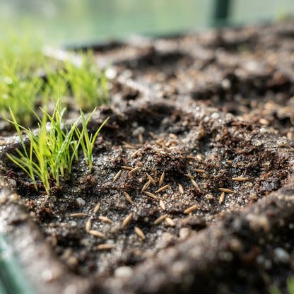 Cortaderia Pampas Grass Seeds for Planting