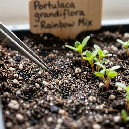 Rainbow Portulaca Flower Seeds for Planting