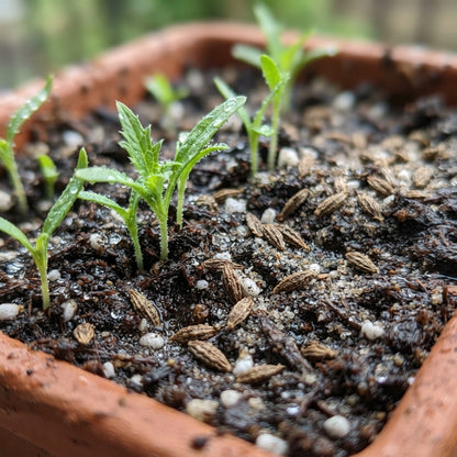 Sea Blue Holly Flower Seeds for Planting