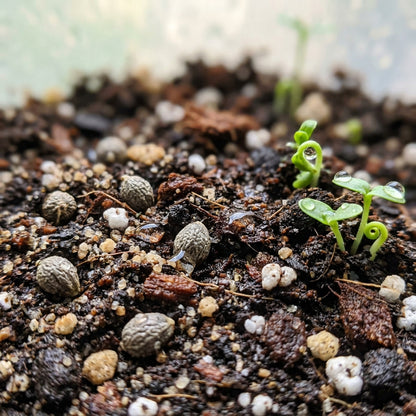 Orange Black-Eyed Thunbergia Seeds for Planting