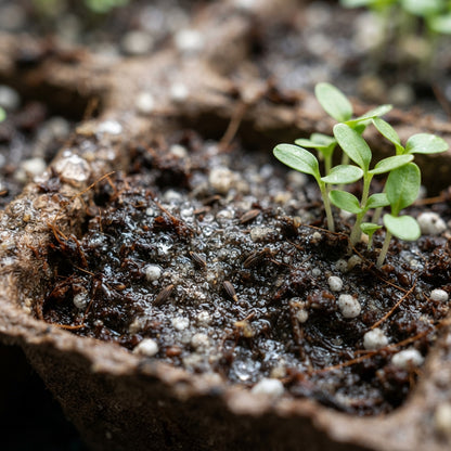 Verbena Scentsation Flower Seeds for Planting