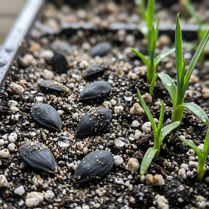 White Yucca Filamentosa Flower Seeds for Garden Planting